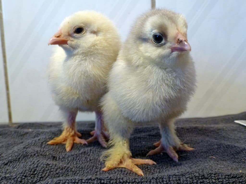 Brahma-kycklingarnas ben ser nästan ut som piprensare