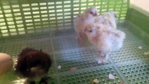 Kycklingar i kläckmaskin
